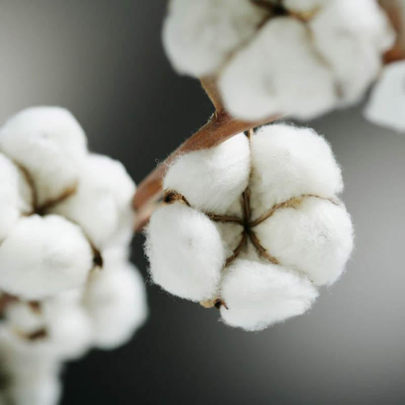 Why Organic Cotton? - Natural Baby Shower