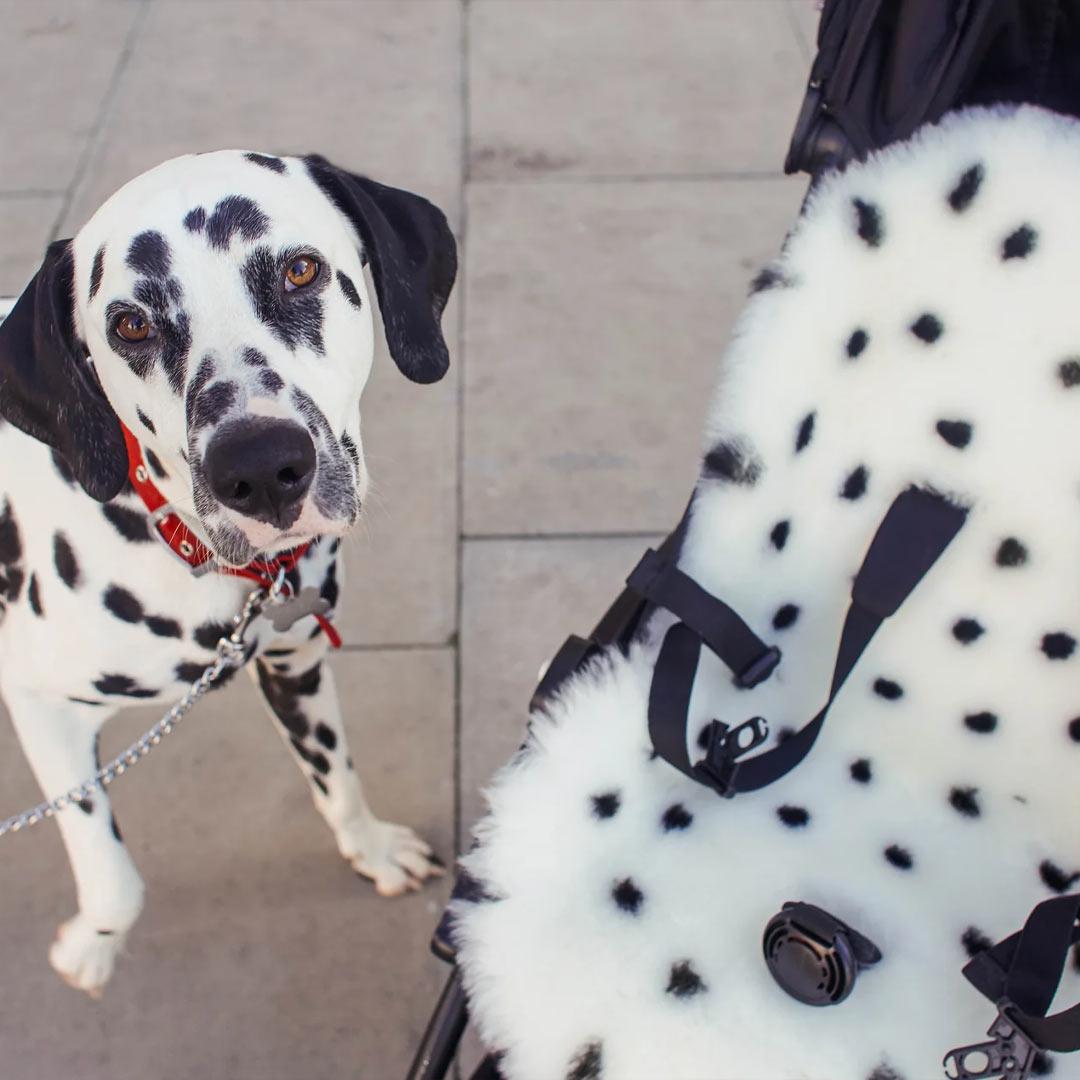 BINIBAMBA Merino Sheepskin Snuggler - Dalmatian Dot-Seat Liners- | Natural Baby Shower