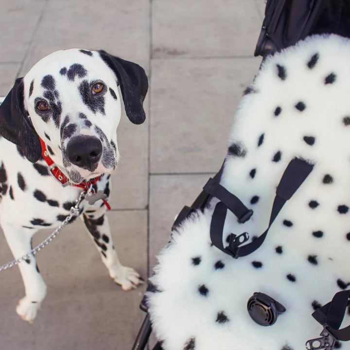 BINIBAMBA Merino Sheepskin Snuggler - Dalmatian Dot-Seat Liners- | Natural Baby Shower